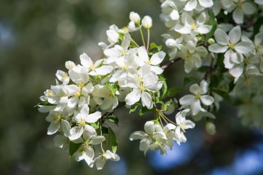 elma ağacı çiçek Peyzaj doğal