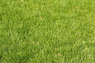 bulanık bokeh arka planı yeşil çimen