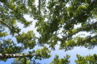 orman manzaralı aşağıdan gökyüzüne huş ağacı