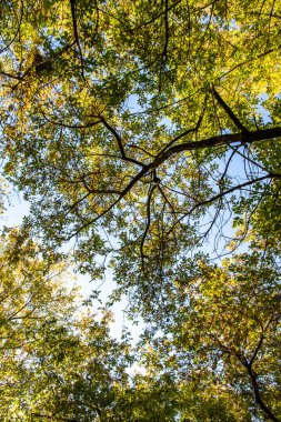 ağaç görünümünü aşağıdan gökyüzüne sonbahar manzara bırakır