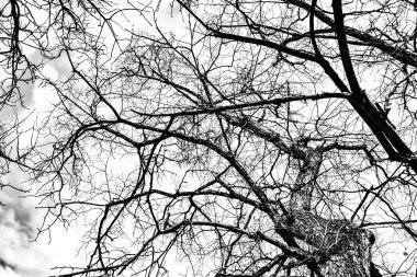 Beyaz arkaplanda ağaç dalları silueti