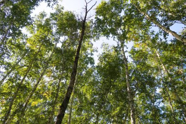 orman manzaralı aşağıdan gökyüzüne huş ağacı