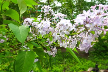 bir ağaç üzerinde parlak Lila çiçek