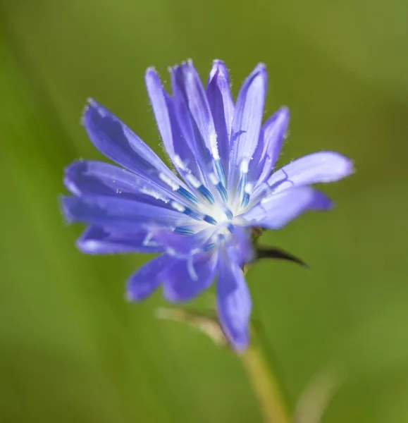 Blue Chicory Flower Closeup — Stock Photo, Image