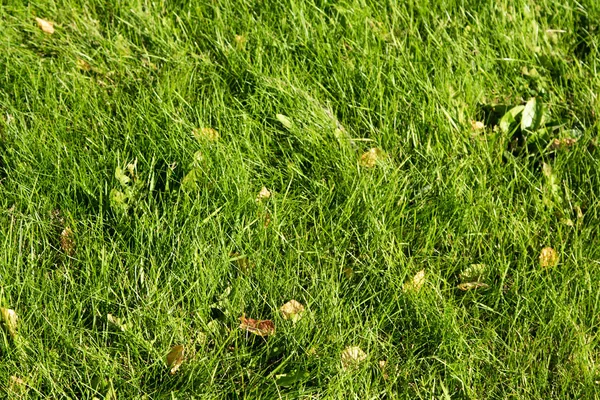 Green Grass Bokeh Blurred Background — Stock Photo, Image