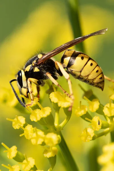 Gelbe Wespe Auf Einer Gelben Blume — Stockfoto