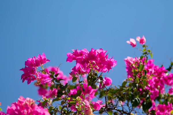 Bougainvillea flowers on the blue sky background