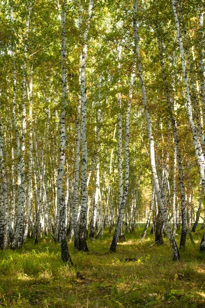 Floresta Bétula Amarela Final Outono Natureza Paisagem — Fotografia de Stock