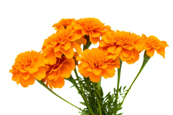 Tagetes Blommor Isolerad Vit Bakgrund — Stockfoto