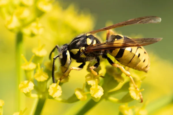 Avispa Amarilla Una Flor Amarilla — Foto de Stock