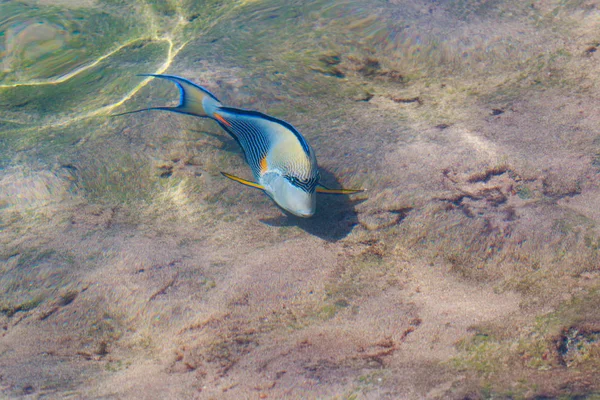 Vista Superior Los Peces Arrecife Desenfocado Por Agua — Foto de Stock