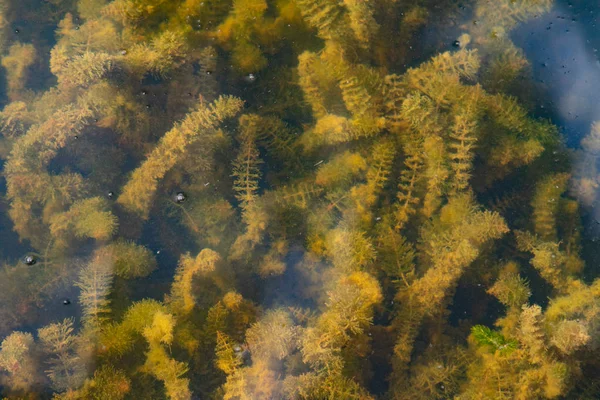 Groene Algen Het Water — Stockfoto