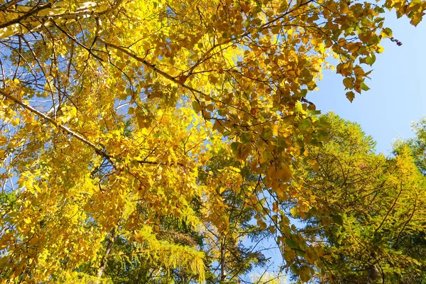 树叶从下面到天空 秋天的风景 — 图库照片