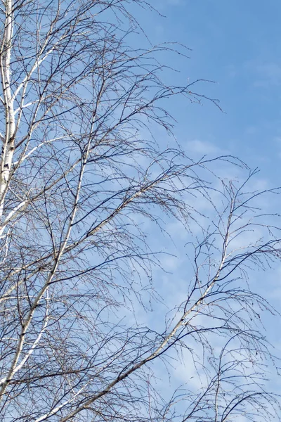 秋天天空背景上没有叶子的树 — 图库照片