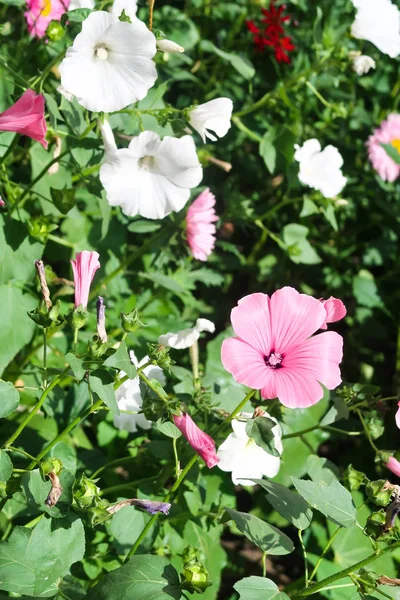 公園の自然の美しい花 — ストック写真