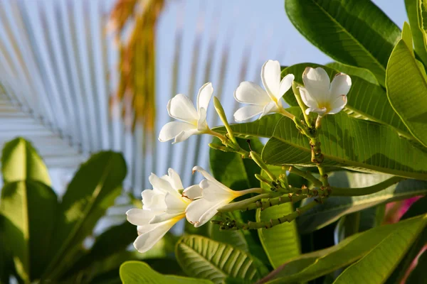 Fleurs Plumeria Blanc Nature — Photo