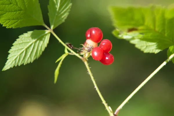 Taş Bramble Kayalık Red Berry — Stok fotoğraf