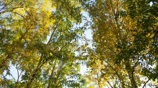 Folhas Árvores Vista Baixo Para Céu Paisagem Outono — Fotografia de Stock