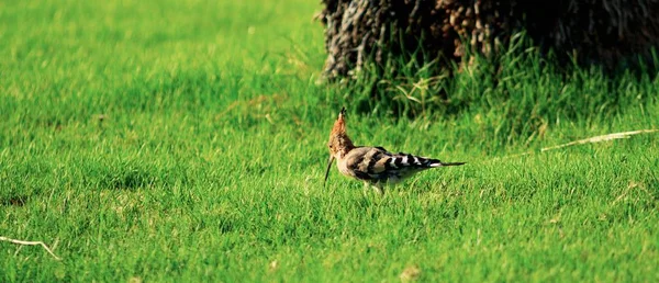 Hoopoe Pássaro Grama Verde — Fotografia de Stock