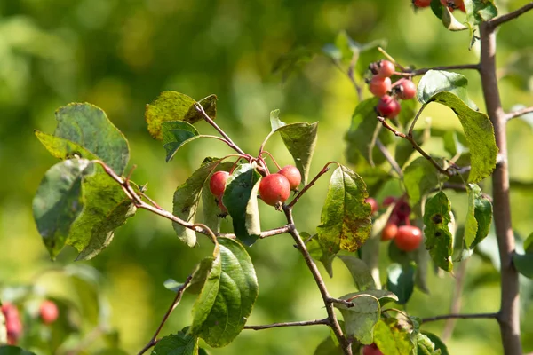 白い野生の小さな果実に赤いリンゴ — ストック写真