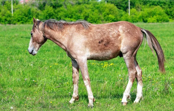 Caballo Sobre Hierba Verde —  Fotos de Stock