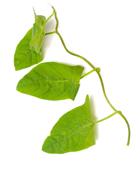 Grüne Blätter Einer Schlingpflanze Auf Weißem Hintergrund — Stockfoto