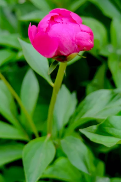 Blomman Pion Rosa Natur — Stockfoto