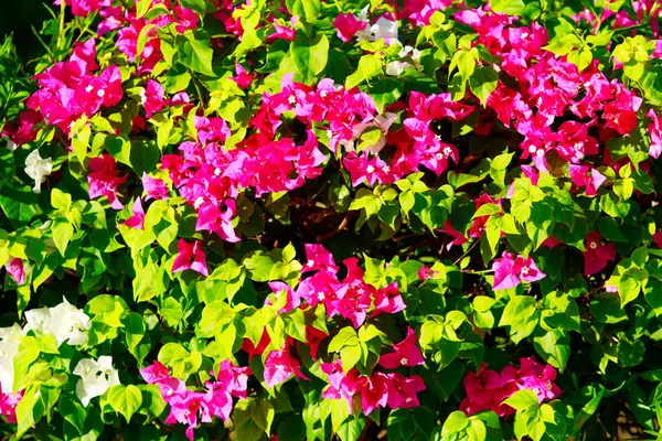 Heldere Bloemen Van Bougainvillea Landschap — Stockfoto