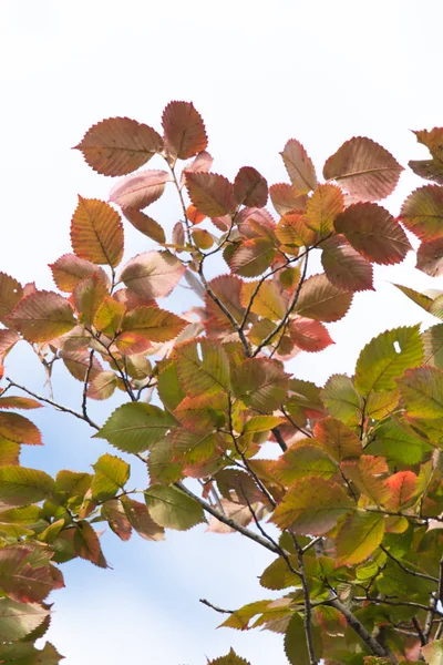 Feuilles Automne Contre Ciel — Photo