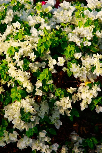 Bougainvillea Bright Flowers Landscape — Stock Photo, Image