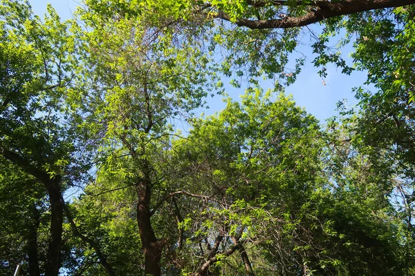 Árboles Verdes Contra Vista Del Cielo Azul Desde Parte Inferior — Foto de Stock