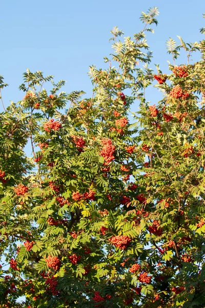 Горобини Дерева Стиглі Червоні Ягоди Влітку — стокове фото