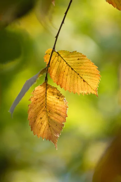 Otoño Amarillo Verde Hojas Primer Plano Paisaje —  Fotos de Stock