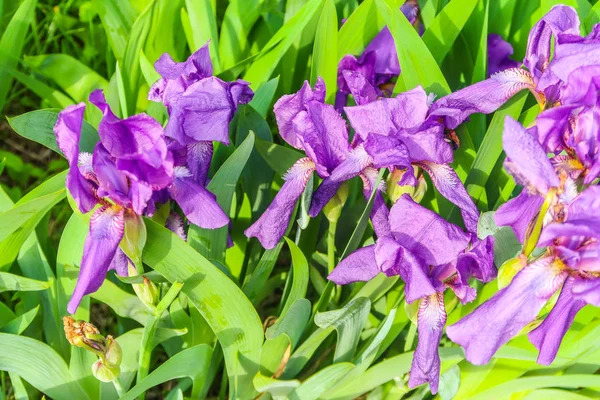 太陽の下で紫色のアイリスの花クローズ アップ — ストック写真