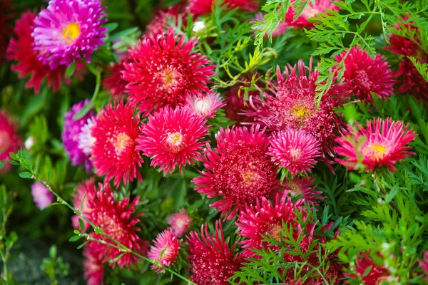 Bright Flowers Nature Close — Stock Photo, Image