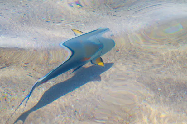 Reef Fish Top View Defocused Water — Stock Photo, Image