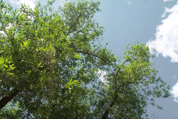 Bosque Verde Vista Primavera Desde Abajo Las Nubes — Foto de Stock