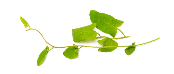 Grüne Blätter Einer Schlingpflanze Auf Weißem Hintergrund — Stockfoto