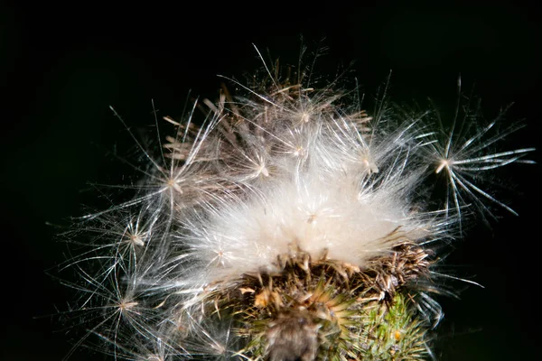 Ogräs Gräs — Stockfoto