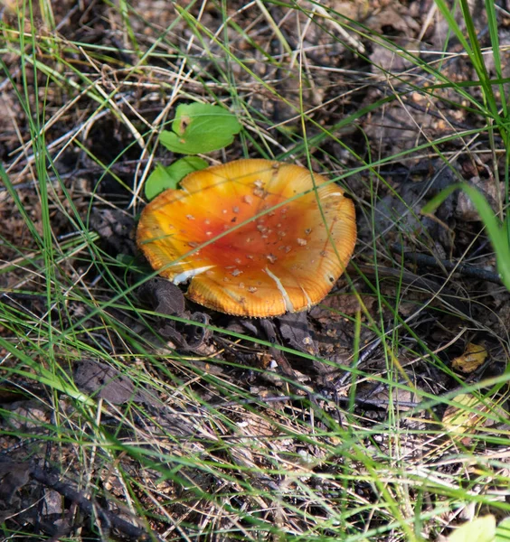 Amanita Gomba Közelkép — Stock Fotó