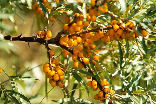 Bacche Olivello Spinoso Mature Albero — Foto Stock