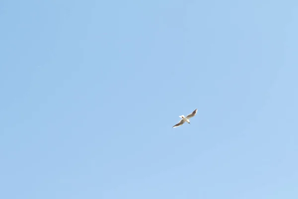 Πουλιά Γλάροι Μπλε Ουρανό Και Άσπρα Σύννεφα Ημέρα — Φωτογραφία Αρχείου