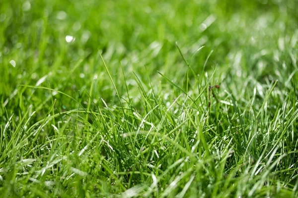 Grama Verde Com Fundo Borrado Bokeh — Fotografia de Stock