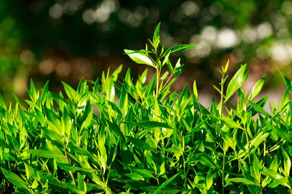 Bir Çit Bir Arka Plan Olarak Doğa Yeşil Yaprakları — Stok fotoğraf