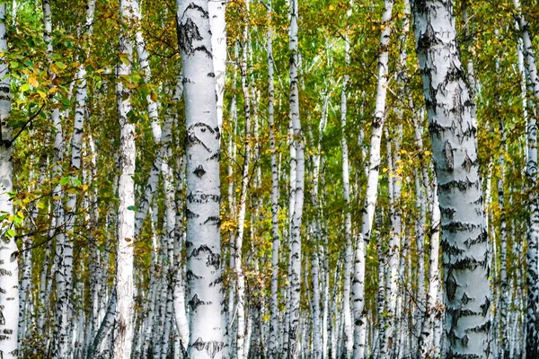 Жовтий Березовий Ліс Пізньої Осені Пейзаж Природи — стокове фото