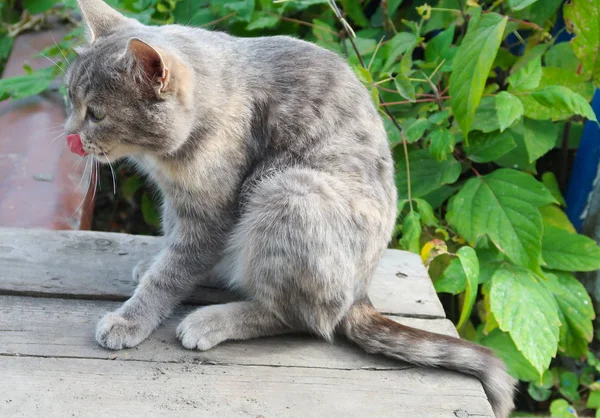 Schattige Kat Buiten Natuur — Stockfoto