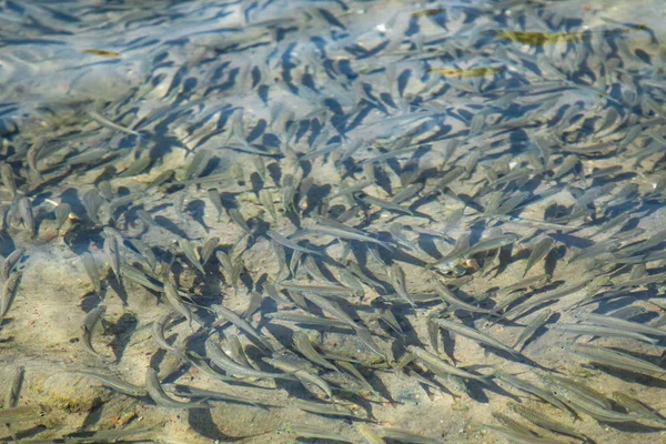 Small Fish Floats Water Sea Sprat — Stock Photo, Image