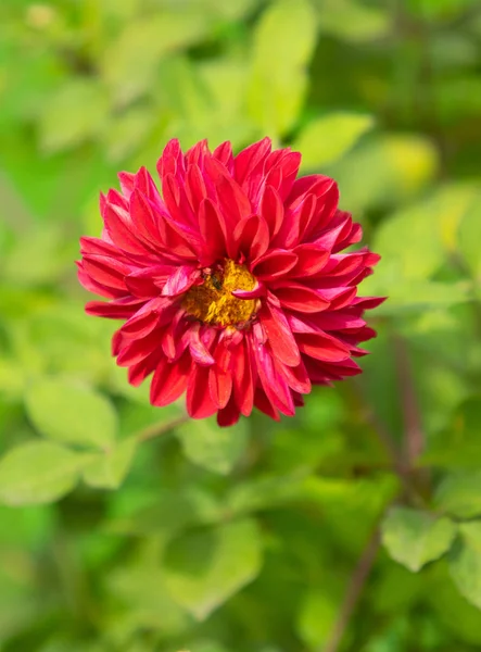 Fiori Lucenti Natura Primo Piano — Foto Stock