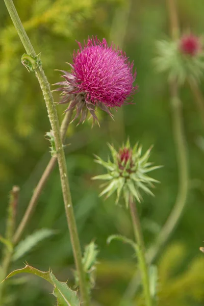 Flor Cardo Primer Plano Naturaleza — Foto de Stock