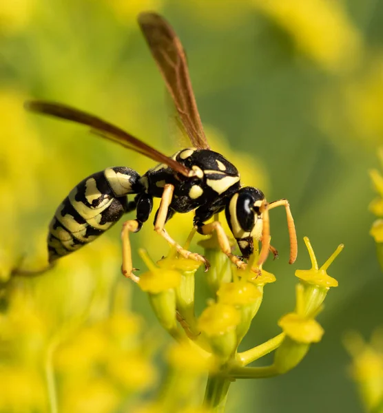 Gele Wasp Een Gele Bloem — Stockfoto